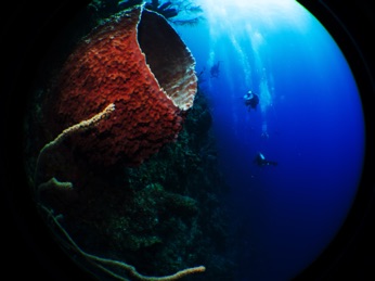 Barrel Sponge on wall